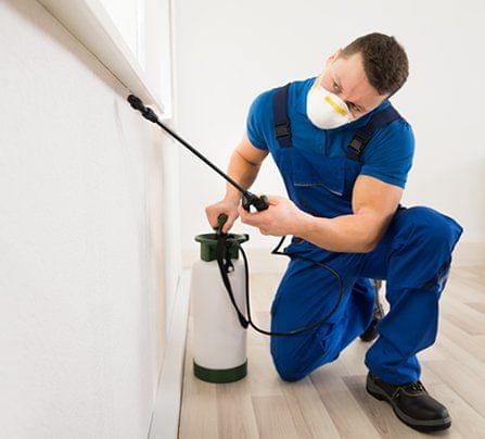 Bedbugs, Pest Control (2 BHK)